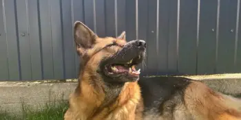 Фоточеллендж Питомец.by